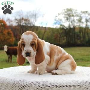Daisy, Basset Hound Puppy